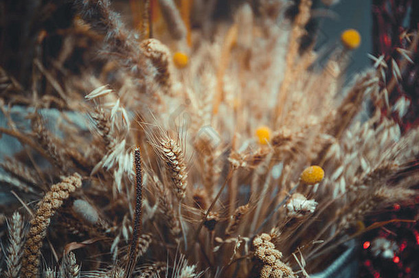 以成熟小麦为背景的特写镜头
