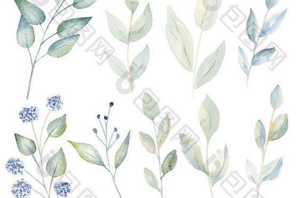 带叶和花的树枝水彩光栅插图集。新鲜草本水草绘画集。美丽的植物设计元素b