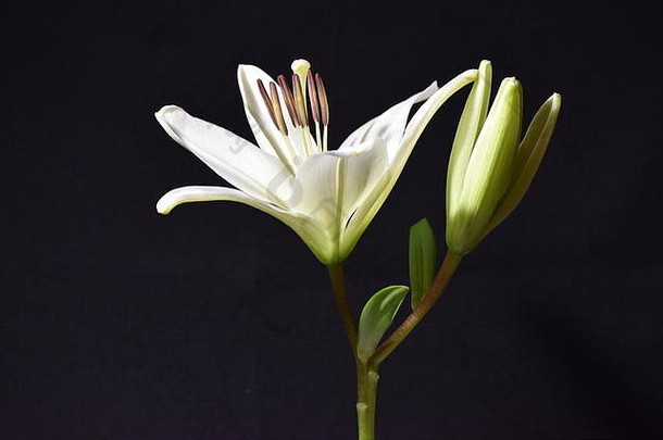 一种白色百合花，其花蕾被隔离在黑色<strong>背景</strong>上。