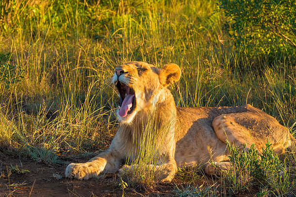 非洲灌木丛中的一头母狮一边打呵欠一边张<strong>大嘴巴</strong>。