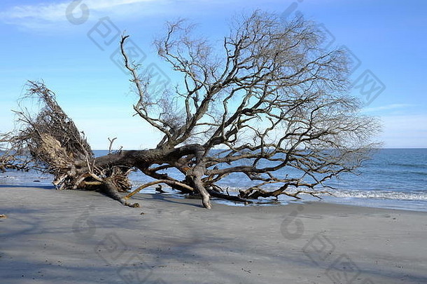 南卡罗来纳州狩猎岛海滩上的枯树
