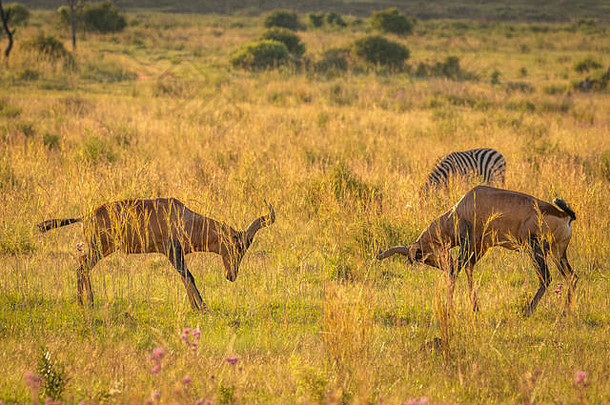 南非韦尔格沃登野生动物保护区，日落的天空下，两只红羚羊（Alcelaphus Buselaphus Caama）在开阔的平原上<strong>鸣笛</strong>打斗