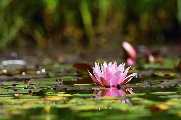 花水面上盛开着美丽的睡莲。自然彩色模糊背景。（睡莲属）