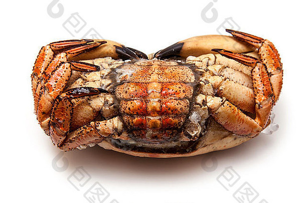 冷冻熟的可食用棕色螃蟹，在白色工作室背景上隔离。