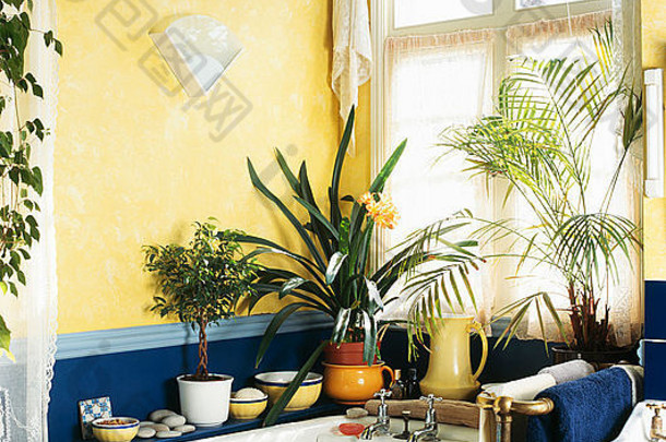 经济型黄色浴室中，窗户下方浴缸侧边的室内植物，带有白色百叶窗帘