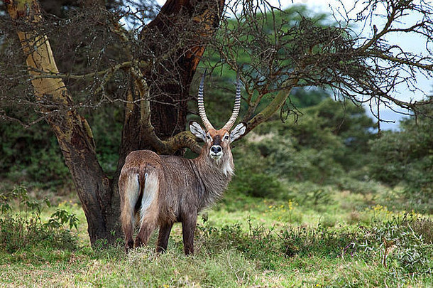 肯尼亚的德法萨水鹿