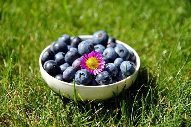 新鲜选蓝莓古董陶瓷碗草地复制空间谷蛋白免费的蓝莓新鲜的花园草坪上浆果