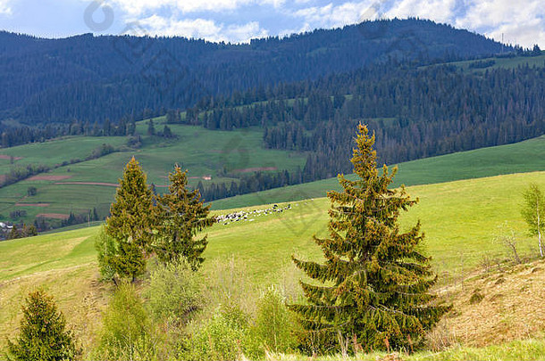 上衣喀尔巴阡山脉的山孤独的松树成长牛群羊吃草绿色牧场中间松柏科的森林