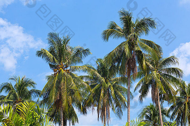 绿色椰子棕榈蓝色的天空背景