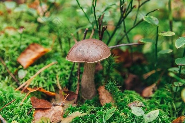 在苔藓秋天的森林背景下，有棕色帽子的可食用小蘑菇。自然环境中的真菌。大蘑菇宏观特写。鼓舞人心的自然<strong>夏秋</strong>景观