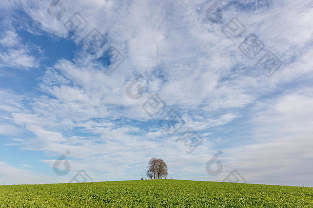 英国牛津郡布莱特韦尔·巴罗，布莱特韦尔<strong>暨</strong>索特韦尔，山顶上的一小群树