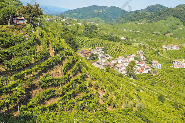 瓦尔多比亚迪山上葡萄园的阳光景观，普洛塞科起泡酒的葡萄收获