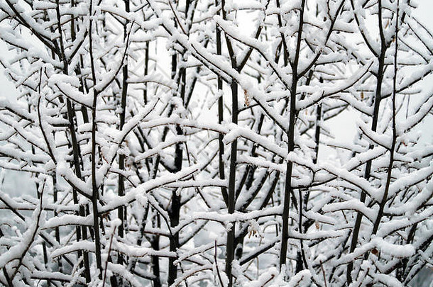 分支机构树覆盖雪托斯卡纳山冬<strong>天降</strong>雪红酒托斯卡纳意大利