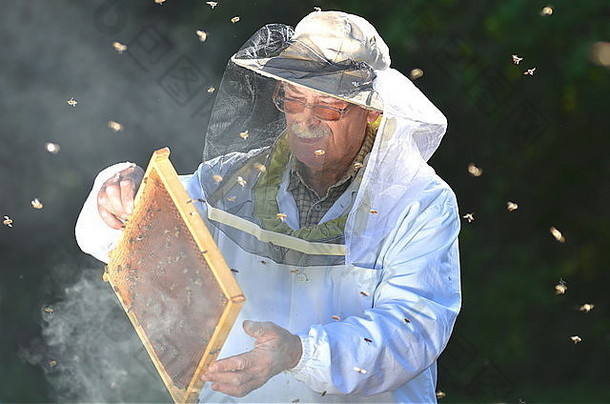 有经验的高级养蜂人使检查养蜂场夏天季节