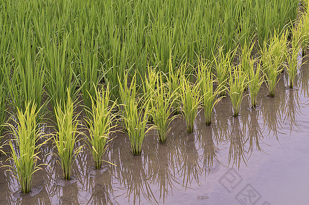 台湾稻谷中的多色水稻品种