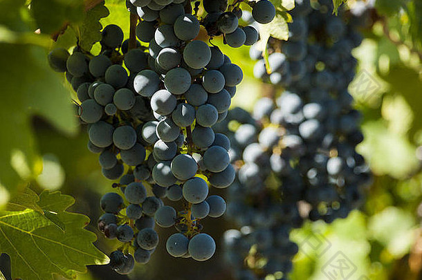 准备在葡萄园收获的红葡萄。