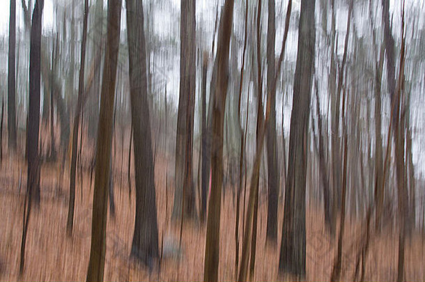 拍摄时，相机的垂直移动使雨中的树林变得模糊
