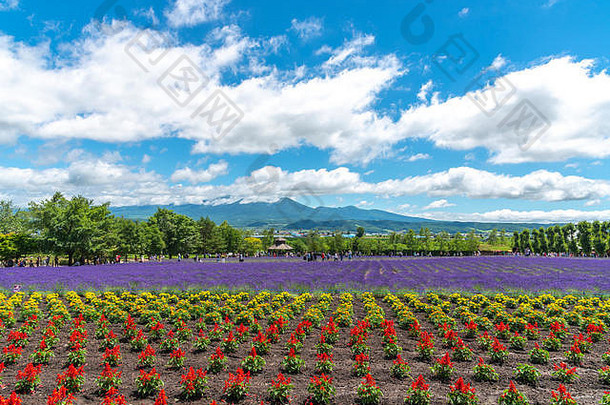背心紫罗兰色的薰衣草花场夏天阳光明媚的一天自然背景农场富田说北海道日本