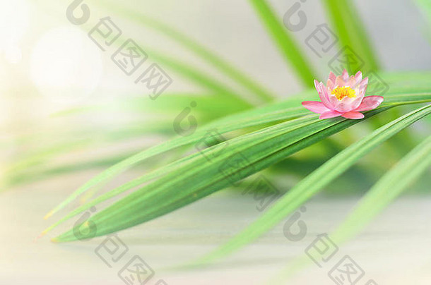 粉红色的花<strong>莲</strong>花绿色棕榈叶Zen水疗中心概念