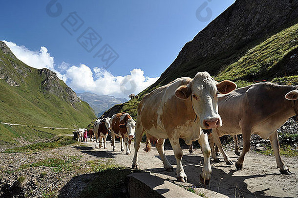 高山阿尔卑斯粗放放牧中的奶牛，瓦尔福尔马扎，意大利