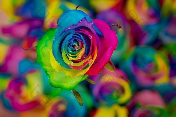 关闭花束有色彩虹玫瑰各种工作室拍摄五彩缤纷的花