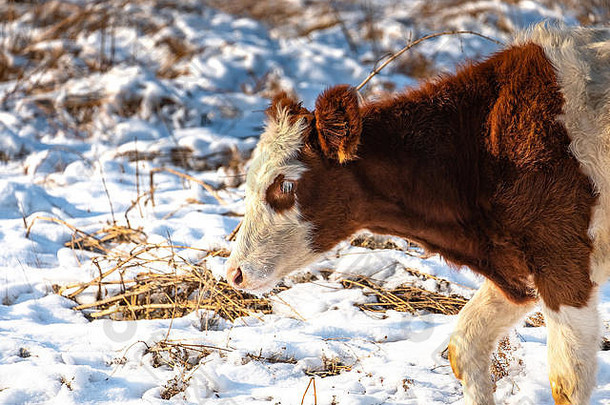 年轻的小牛吃草场冬天草雪