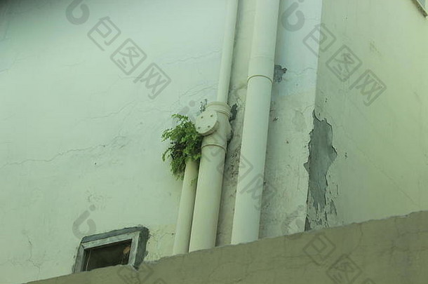 植物日益增长的内部水管安装墙