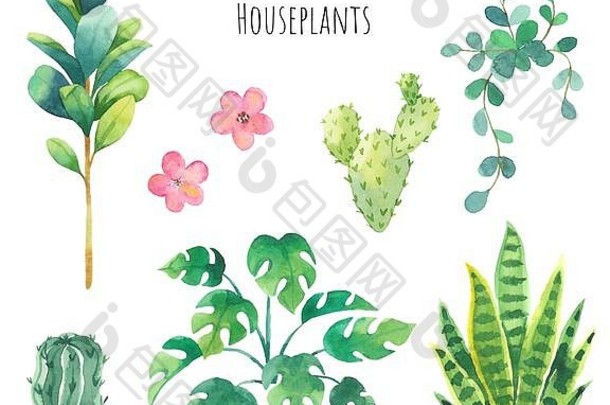 将室内植物用水彩画好。仙人掌和热带植物。白色背景上分离的新鲜元素