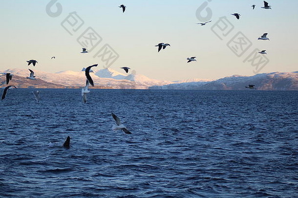 群海鸥飞行虎鲸鲸鱼峡湾特罗姆瑟挪威