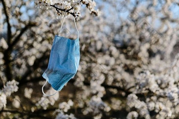 蓝色医用面具挂在开花的樱桃树上。检疫概念