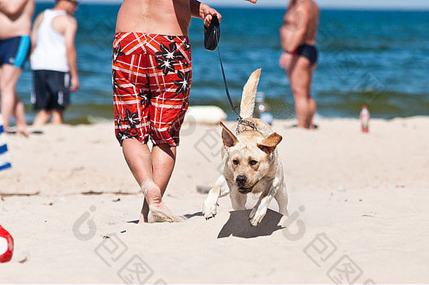 海滩上的狗