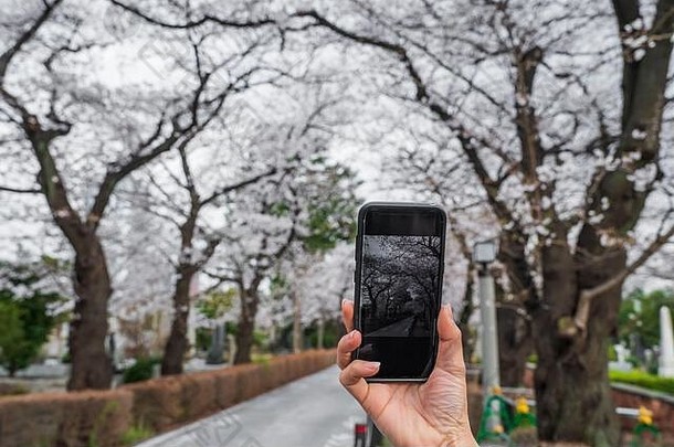 手智能手机采取照片春天白色樱桃花朵