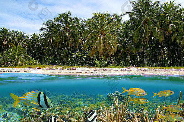 水下分裂视图热带沙子海滩椰子树水线珊瑚礁热带鱼加勒比海