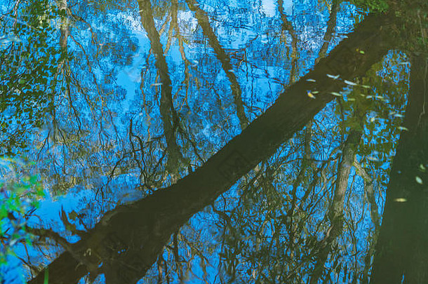 背景图像反射森林树河表面