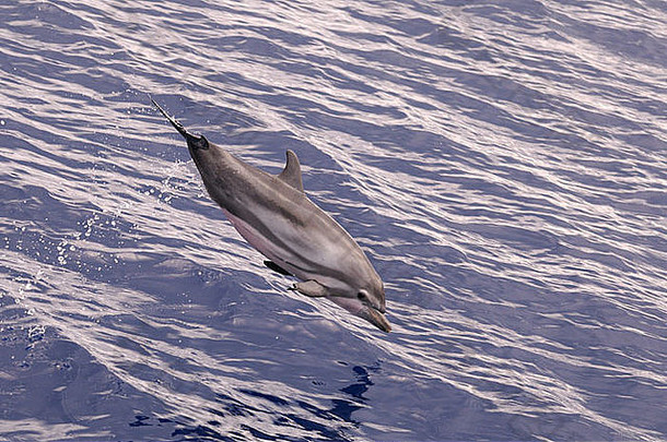 马尔代夫，跳出水面的条纹海豚