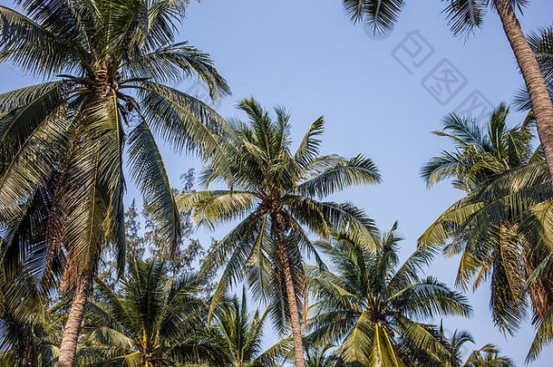 棕榈树美丽的蓝色的天空