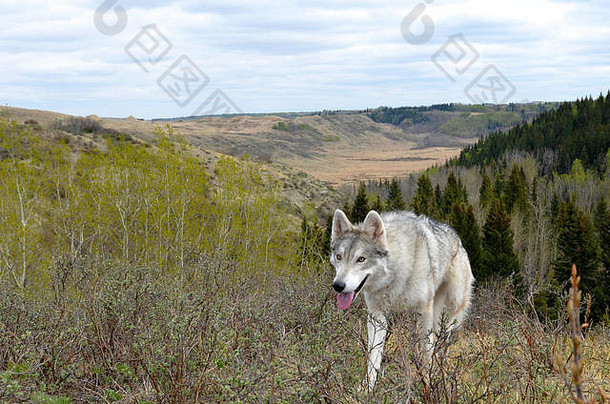 加拿大阿尔伯塔省的灰狼