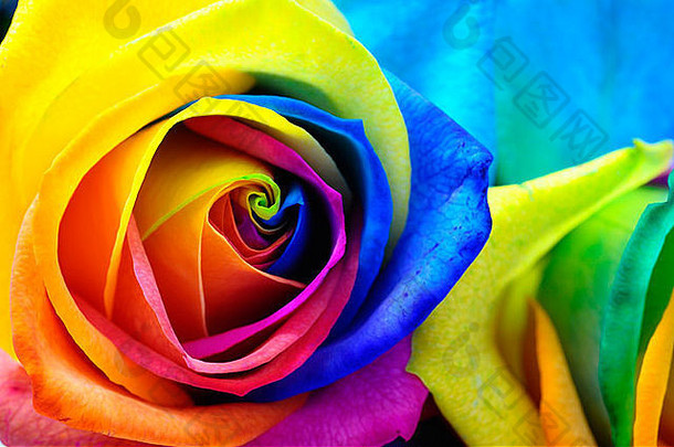 快乐玫瑰特写：彩色花瓣的彩虹花