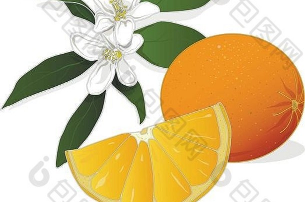 新鲜的橙色孤立的白色背景插图集