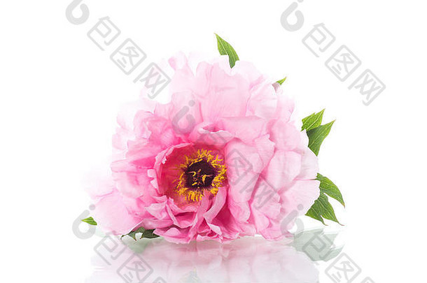 粉红色的牡丹花芍药属suffruticosa孤立的白色