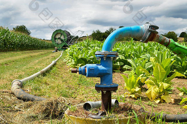 农业灌溉系统水培养玉米甜菜夏天