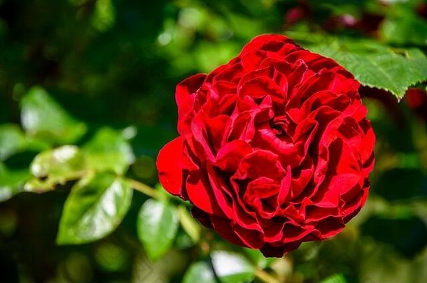 美丽的红色的玫瑰盛开的春天绿色叶子分支机构背景模糊背景强烈的粉红色的花充满活力的