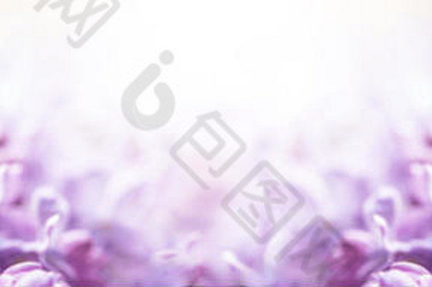 浪漫的花背景紫色的紫罗兰色的淡紫色花