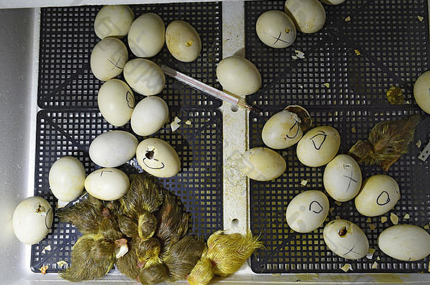 孵化鸡蛋小鸭麝香的鸭孵化器培养家禽