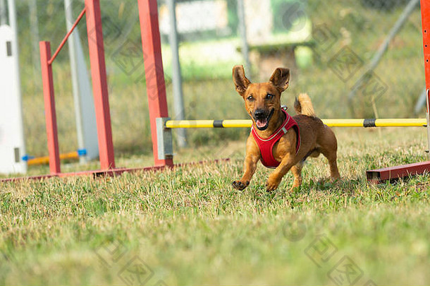 一只年轻的棕色混血狗在敏捷训练中学会了跨越障碍。年龄<strong>将近</strong>2岁。