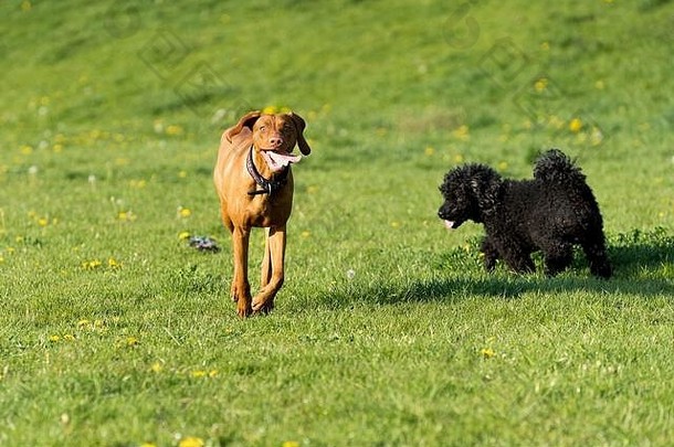 友好的狗玩绿色草地下午走