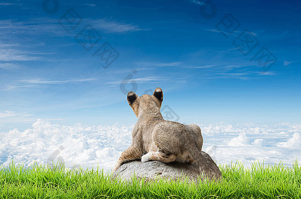婴儿狮子坐岩石绿色草蓝色的天空
