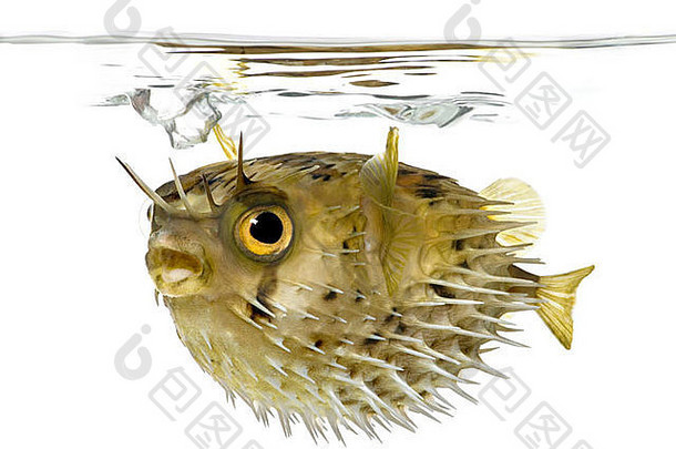 长脊柱porcupinefish多刺的河豚迪奥东全息香前面白色背景