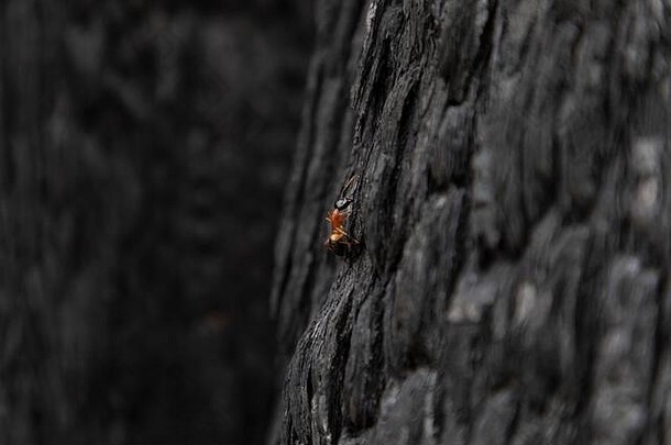 一只红蚂蚁爬上在澳大利亚丛林大火中烧毁的树