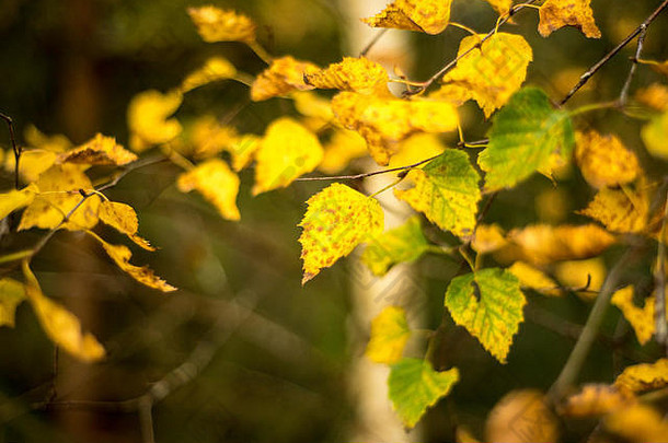 金秋天的叶子温暖的阳光林地景观牛津大学